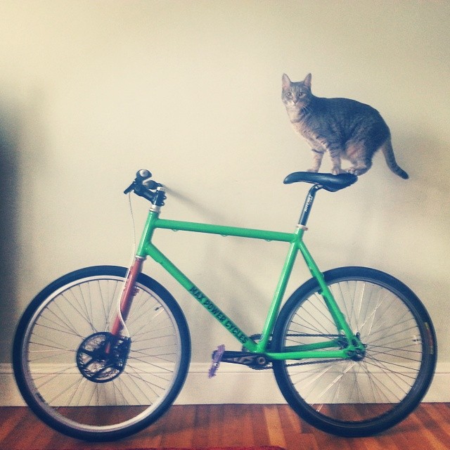 #catpower #maxpower cycles #newbikeday #catsofinstagram #catsofbikepolo #bikepolo #bostonbikepolo